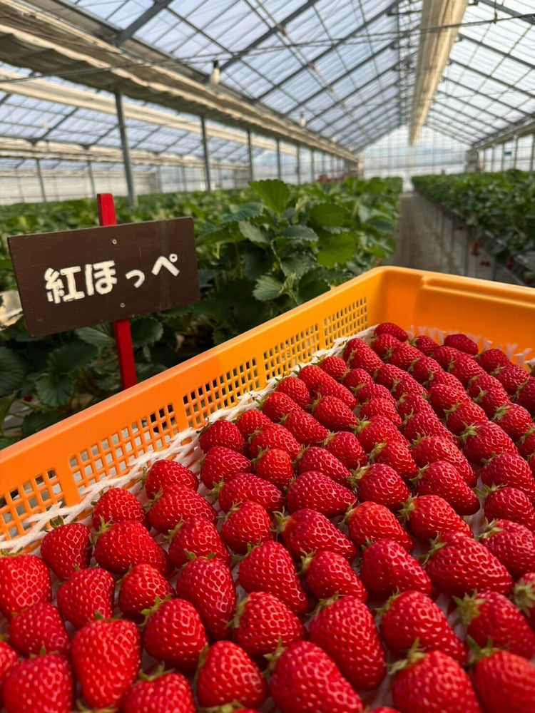 いちご（紅ほっぺ）