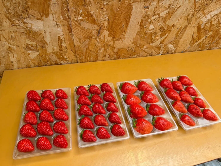 いちご（紅ほっぺ）