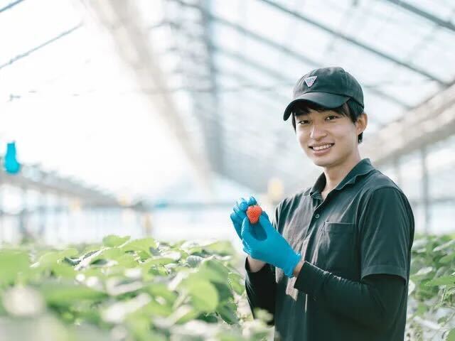 いちご（紅ほっぺ）